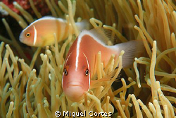 Clown fish face. by Miguel Cortes 